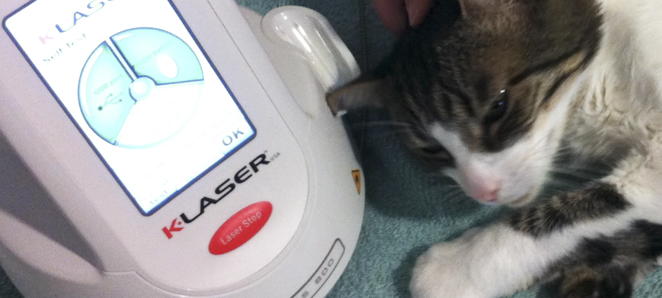 Laser Therapy Cat